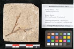 Foto (Objekt + Etikett) von Callitris brongniartii Endl. (NHMW-GEO-2024-0188-8069)